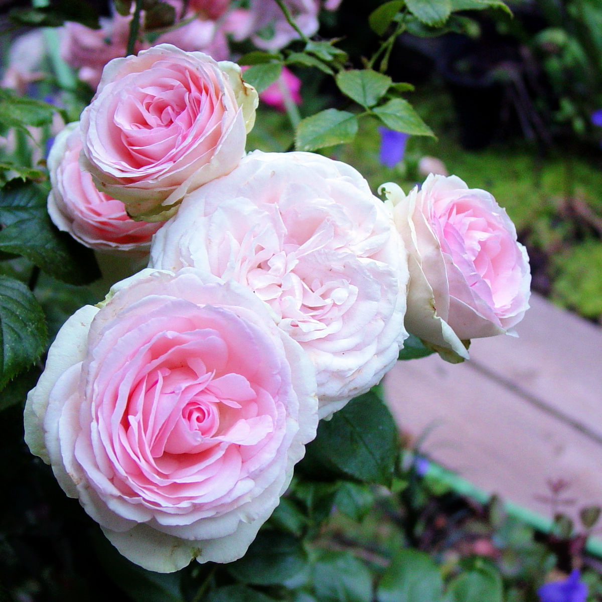 Aloha rose at Flower Patch Farmhouse dot com garden, pink rose with 4 blooms