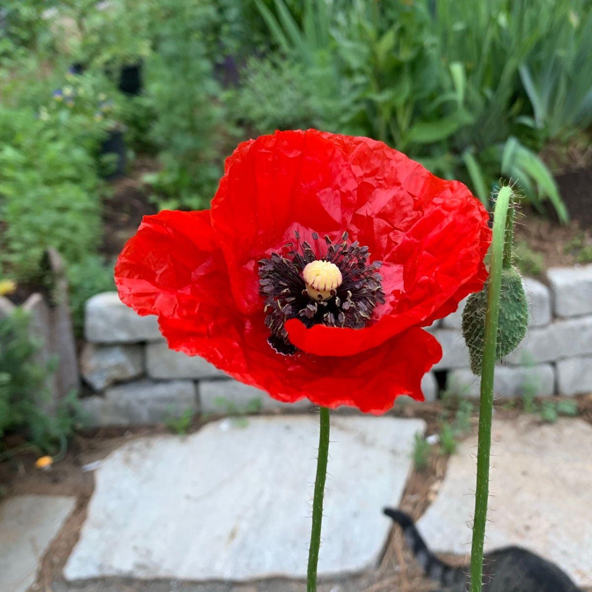 red flanders poppy also known as a shirley poppy