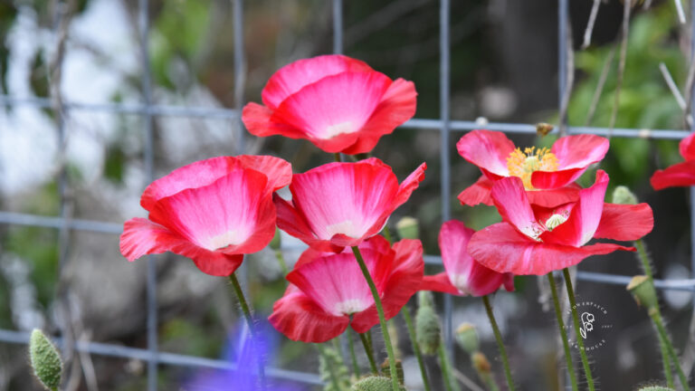 An Easy Guide to Growing Poppies: Varieties and Care - Flower Patch ...