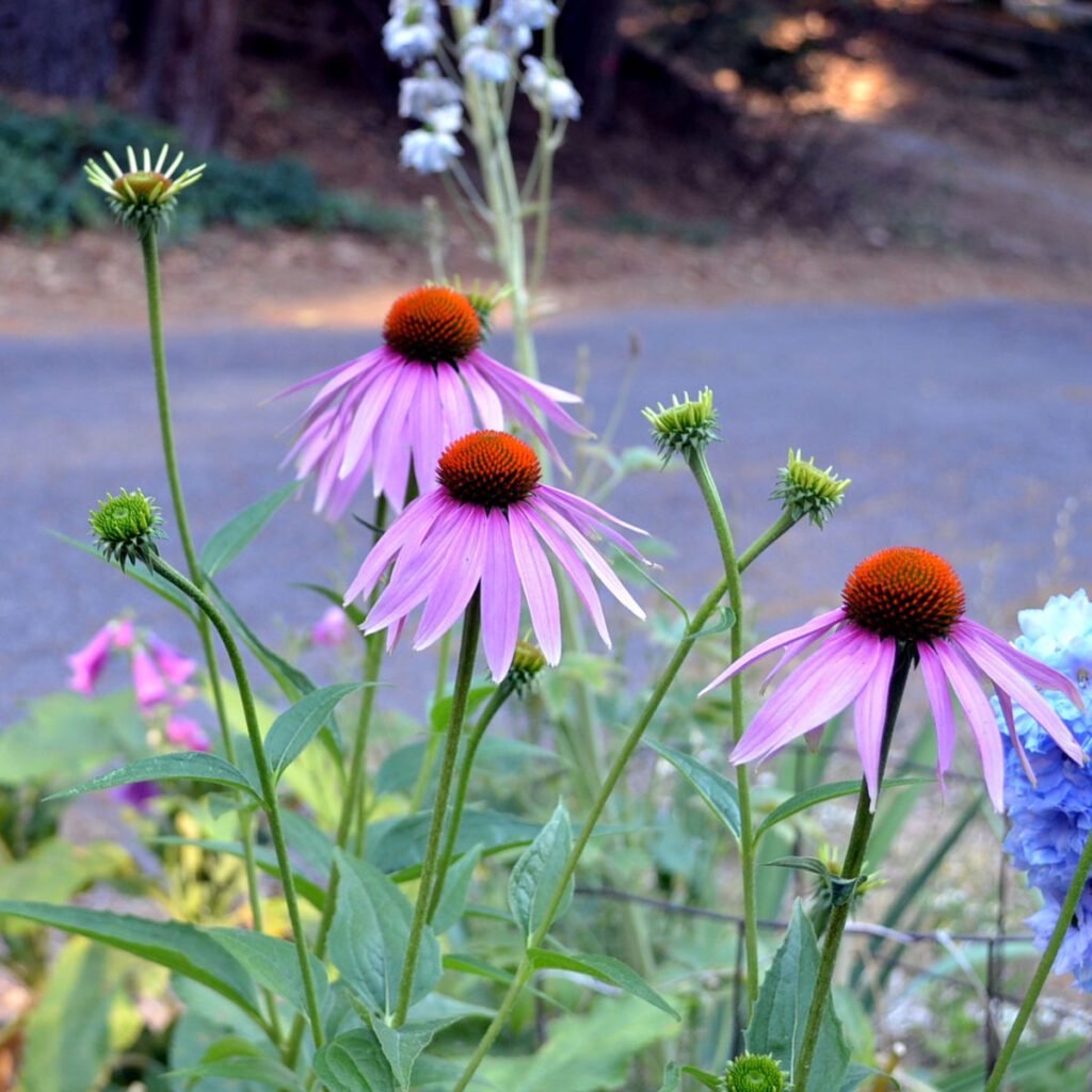 Winter sowing echinacea, purple coneflower aka echinacea blooming beside a light blue delphinium.