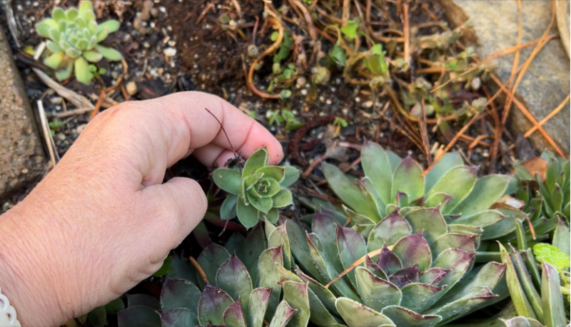 hens and chicks in the garden, a hand picking a baby succulent for the miniature garden, aka succulent fairy garden