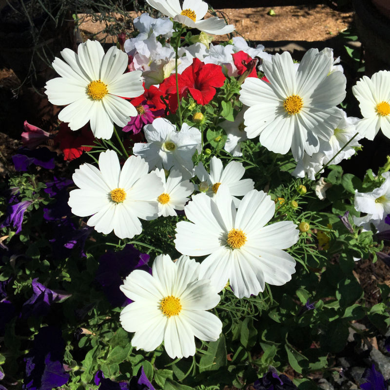 white sonata cosmos with red and purple petunias, cosmos plant