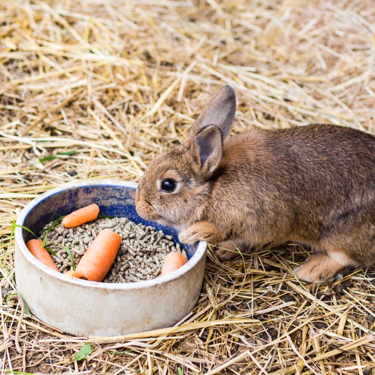 Alfalfa Hay Secrets: Boost Your Garden’s Growth Naturally!