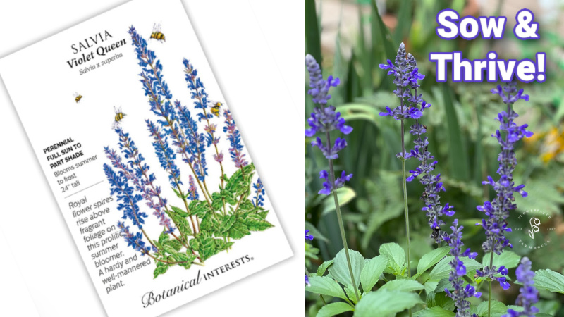 salvia seed packet from botanical interests seed company and a photo of blue salvia growing in the garden