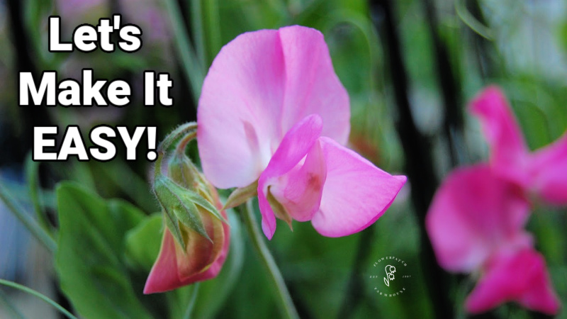pink sweet pea flowers with text overlay: Let's Make It Easy! Flower Patch Farmhouse dot come