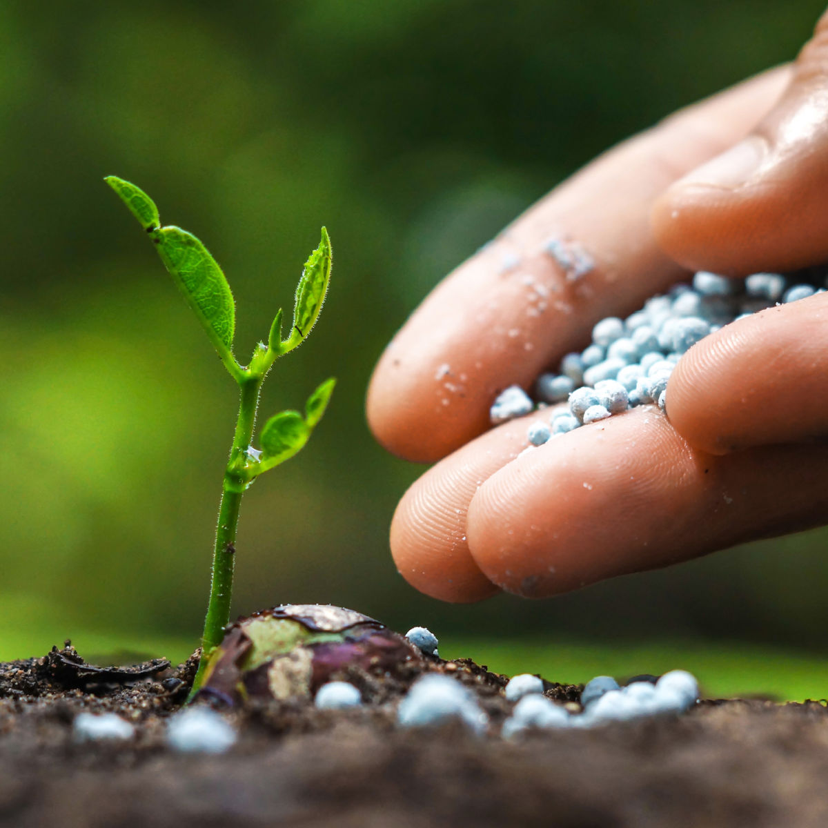seedling being given fertilizer by hand