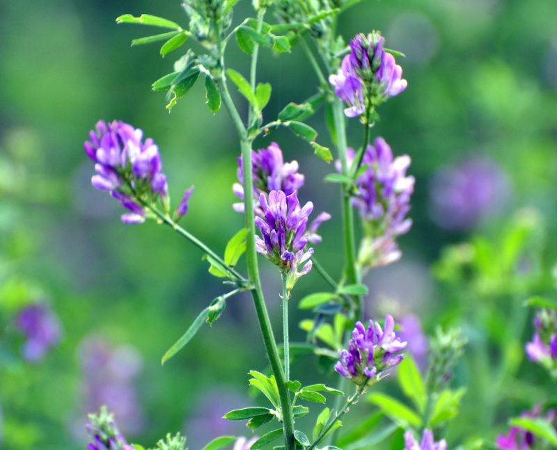 Alfalfa Hay Secrets Boost Your Garden's Growth Naturally! Flower