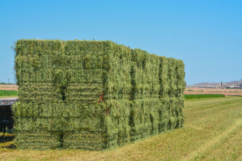 alfalfa hay in the field baled