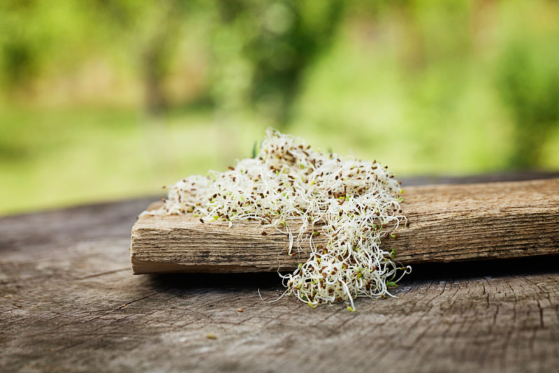alfalfa sprouts on a rustic wood board