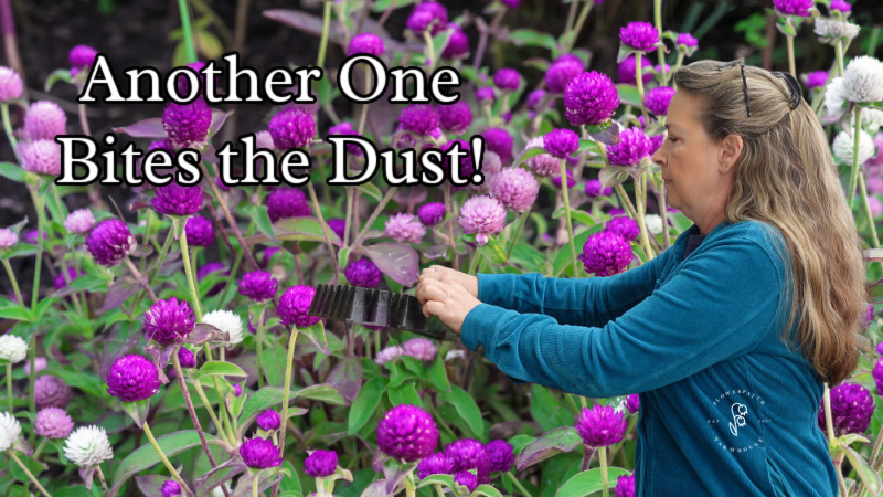 Purple and pink gomphreas with a photo overlay of Pamela of Flower Patch Farmhouse with a seed starting tray in her hands.