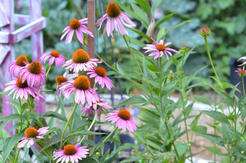 purple conflower echinacea in the garden