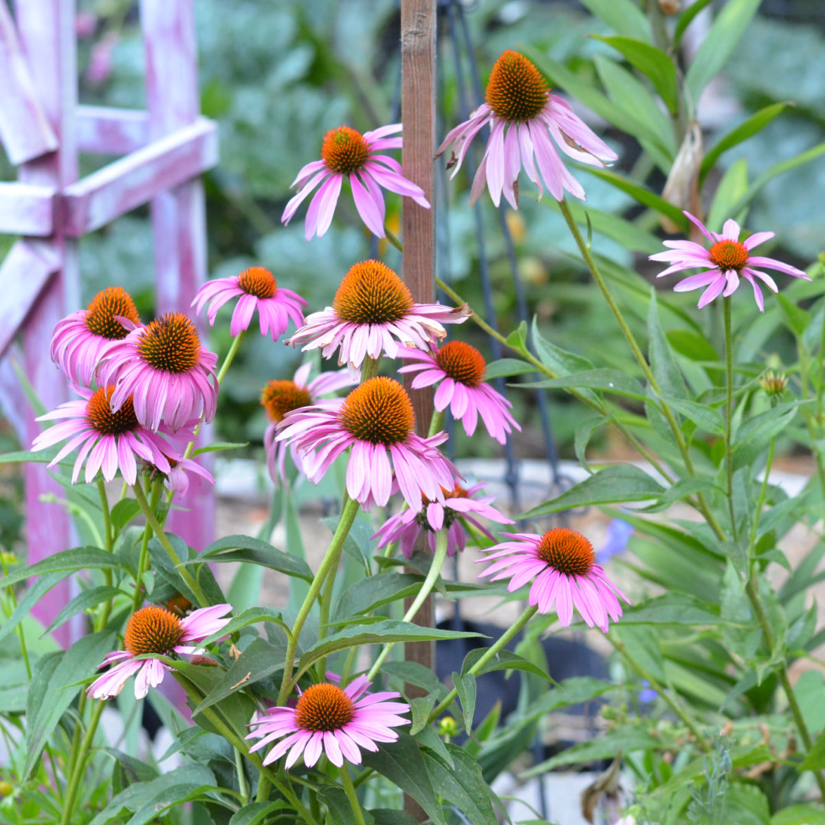 purple coneflower aka echinacea in the garden