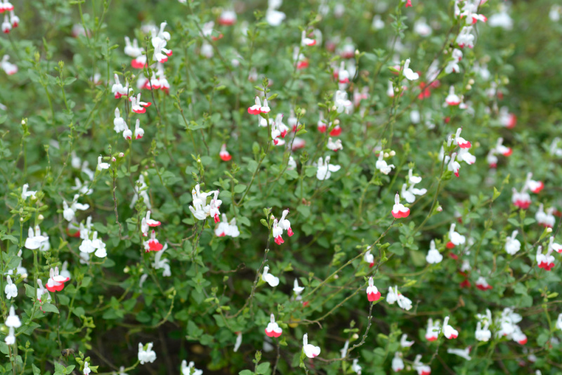 Baby sage Hot Lips flowers - Latin name - Salvia microphylla Hot Lips