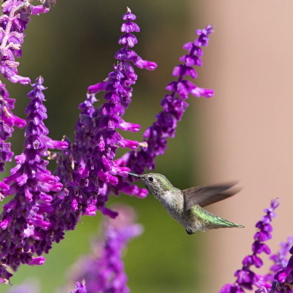 hummingbird feeding on a salvia flower