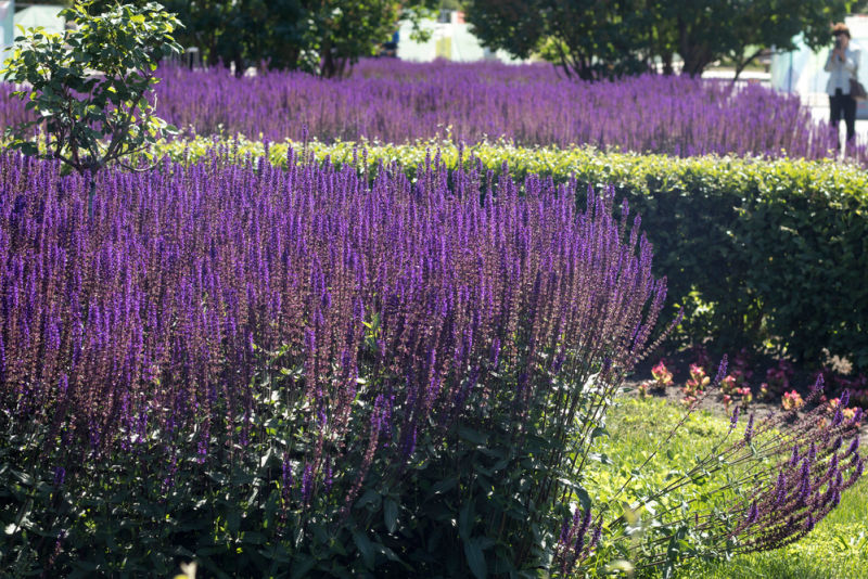 may night salvia planted en masse in a garden