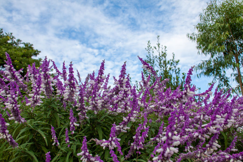 mexican bush sage salvia in a garden