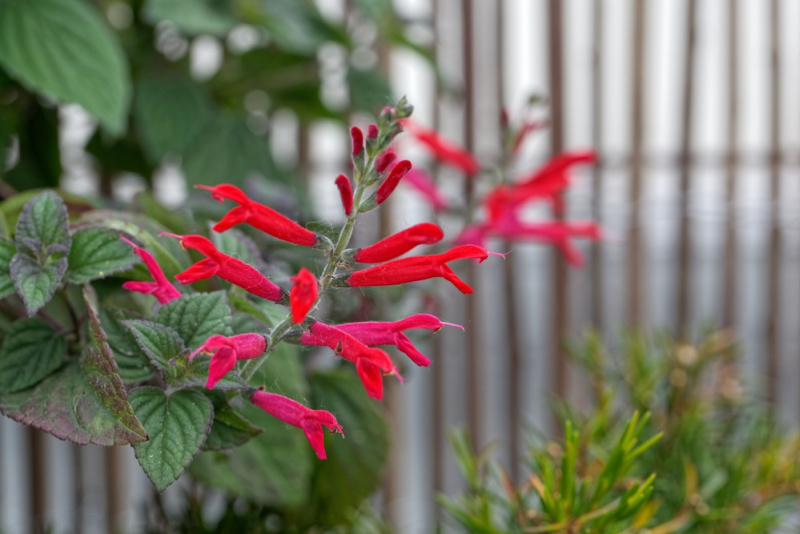 bright red flowers of pineapple sage aka salvias in the garden