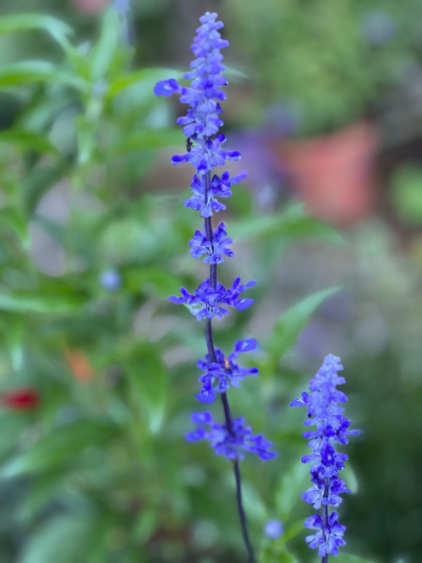 blue salvia grown from seed in my garden, flower patch farmhouse dot com