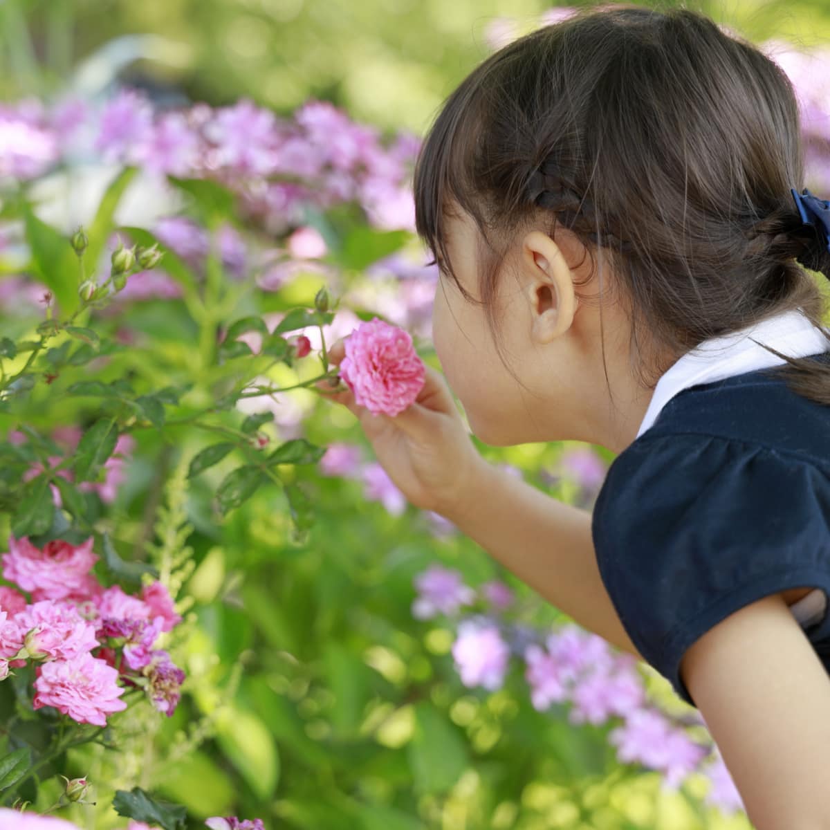 small girl sniffing a pink rose in a garden