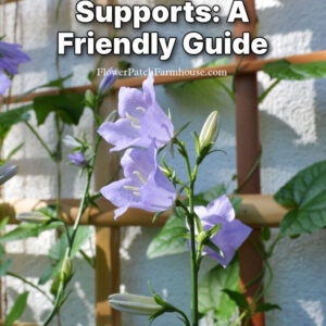campanula growing in front of a trellis with a vine climbing up it