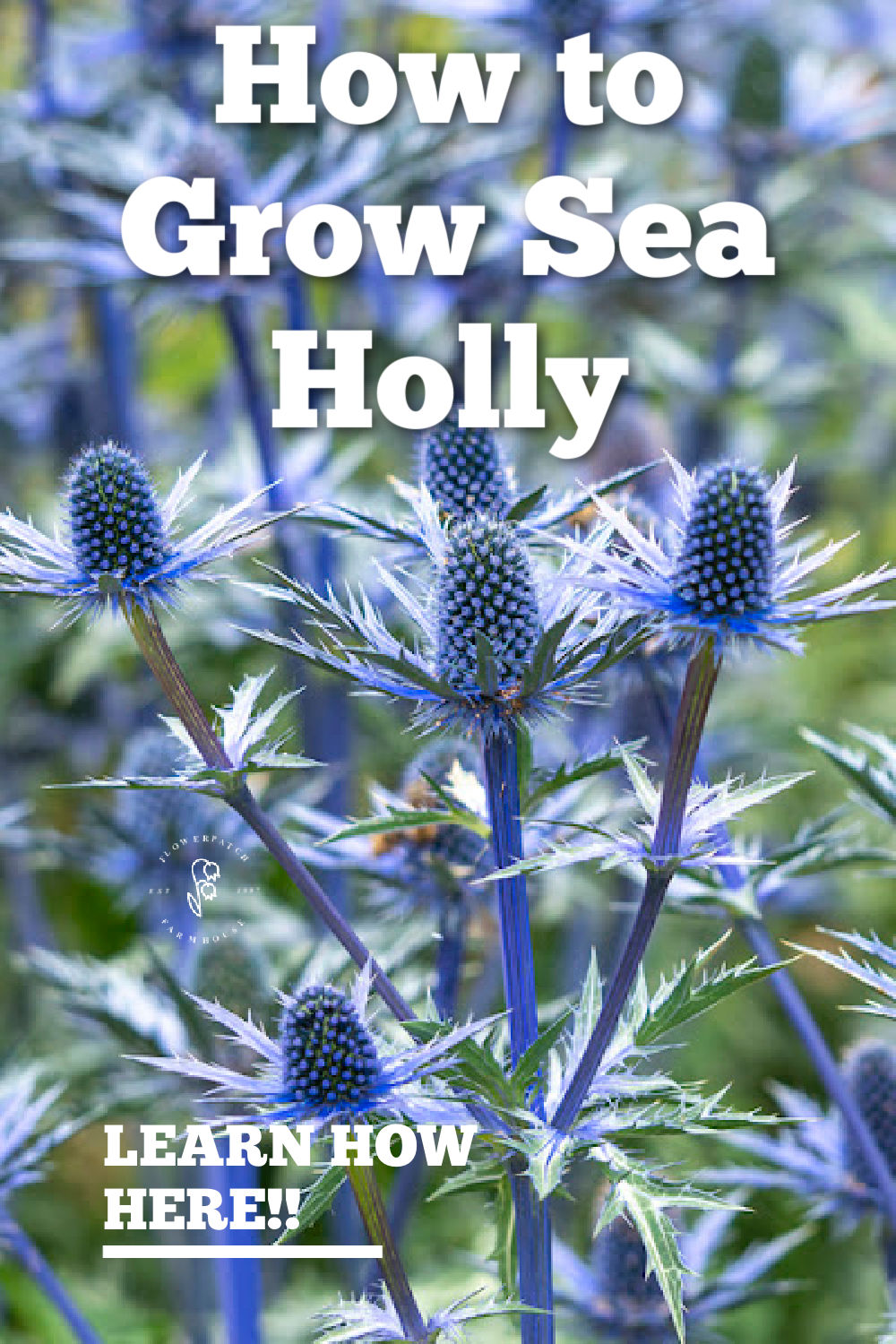 How to Grow Eryngium Sea Holly Easy Care Plant Flower Patch Farmhouse