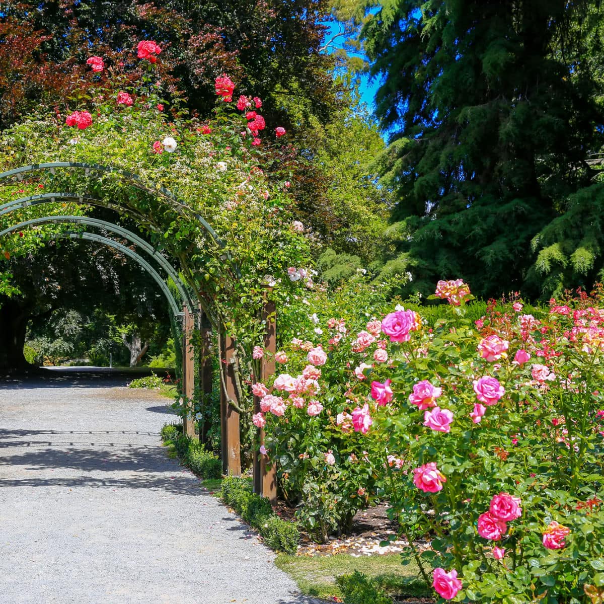 Beautiful Rose Garden Ideas to Design and Inspire