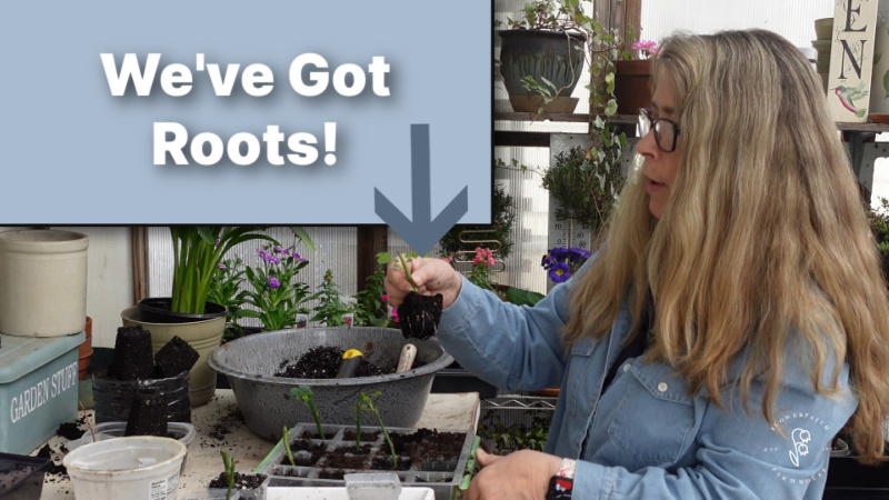 woman holding rooted rose cutting show roots, text overlay read: we've got roots