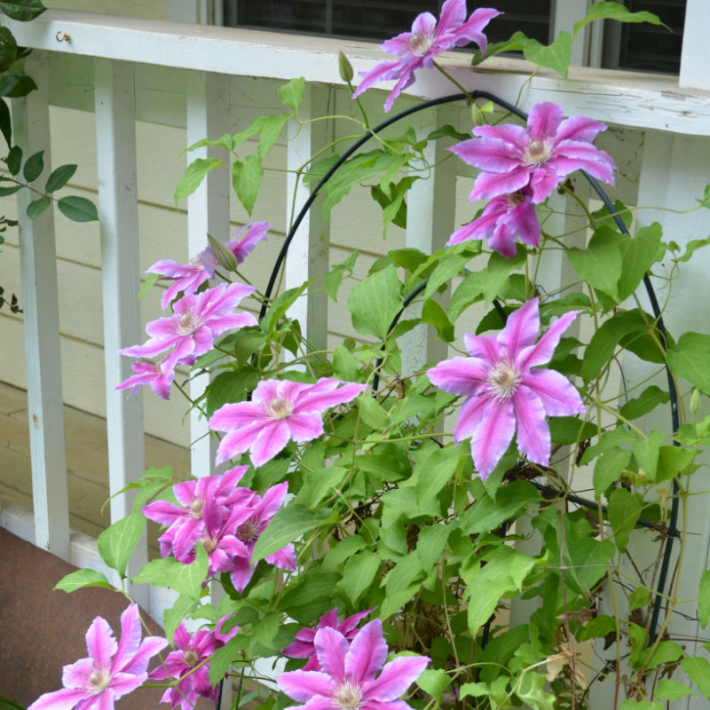 Nelly Moser clematis blooming on an arched metal trellis