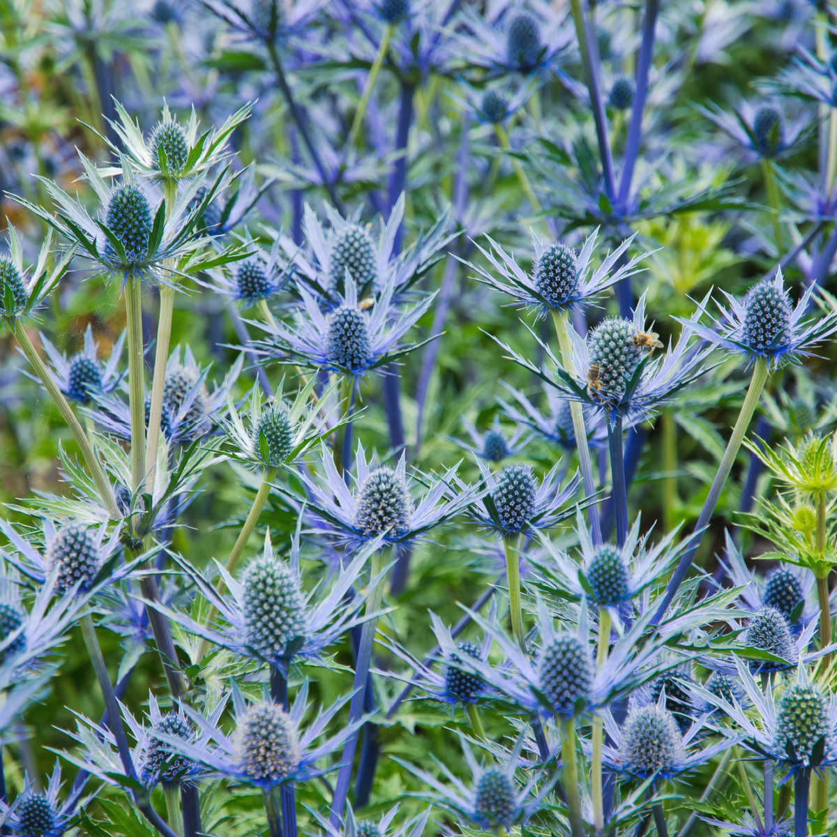 How to Grow Eryngium Sea Holly – Easy Care Plant