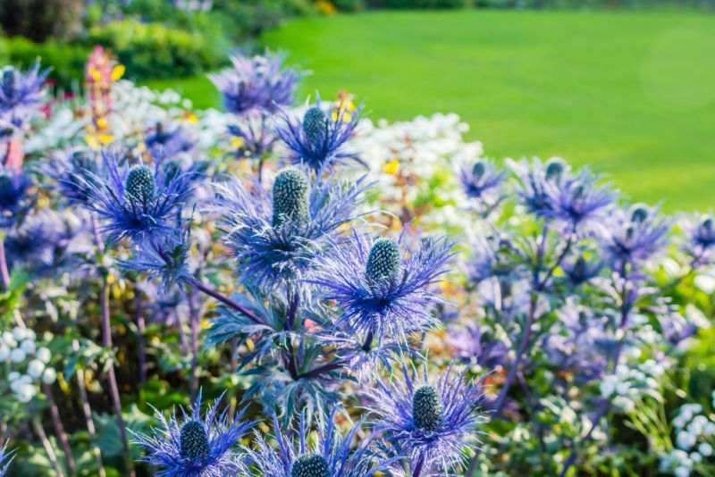 Eryngium oliverianum Sea Holly flower, blue plant close up in the garden