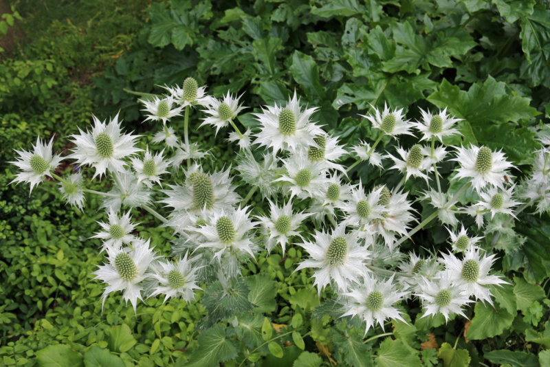 Ornamental sea holly (probably Eryngium giganteum variety silver ghost) in flower surrounded by other plants.