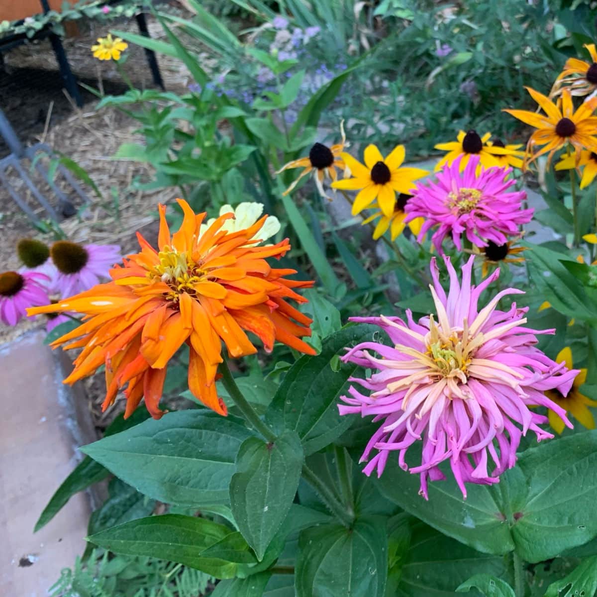 orange and pink cactus zinnias in the garden with black eyed susans