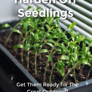 seedlings sitting on a window sill with text overlay which reads: Harden Off Seedlings, Get them ready for the great outdoors! Press here to discover how easy it is!