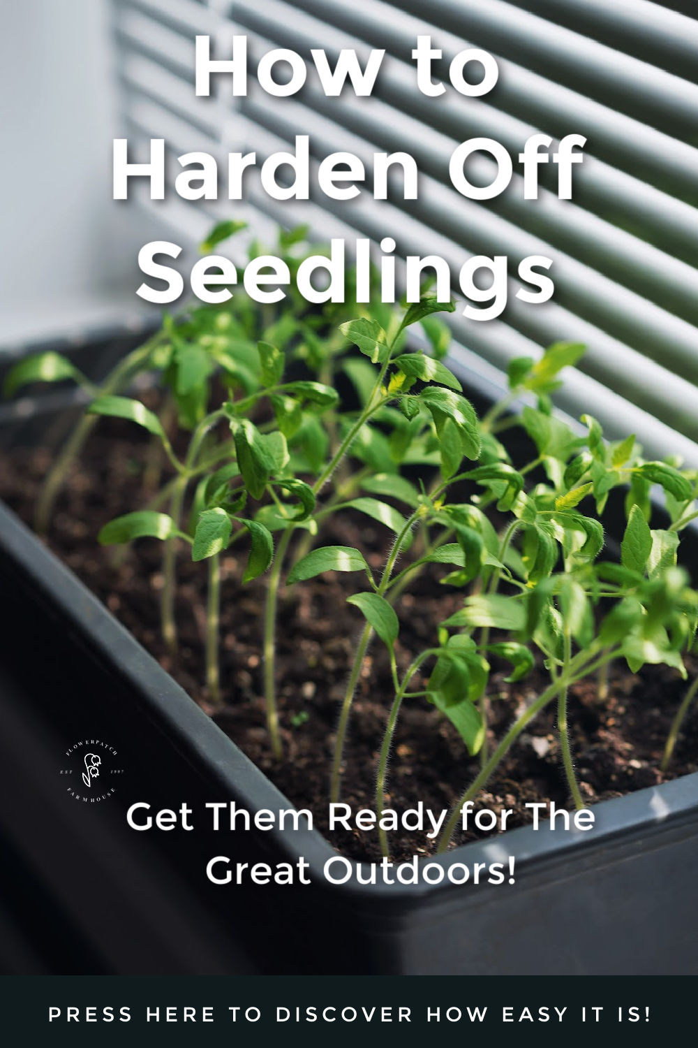 How to Harden Off Seedlings - Flower Patch Farmhouse