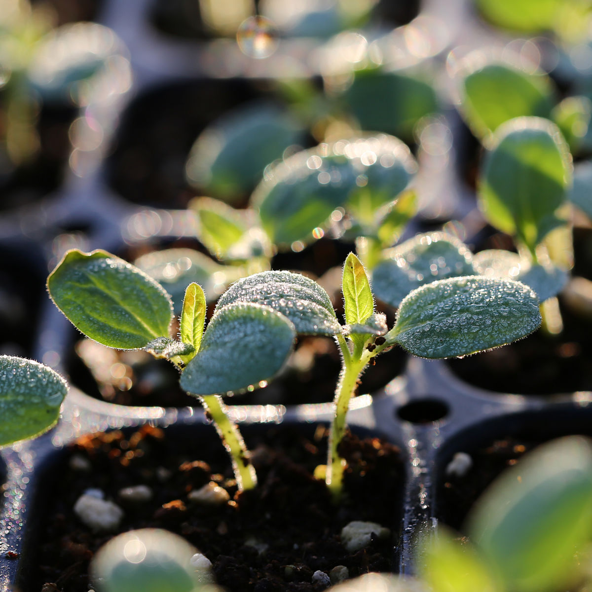 small plant seedlings in black six pack containers in the sunlight