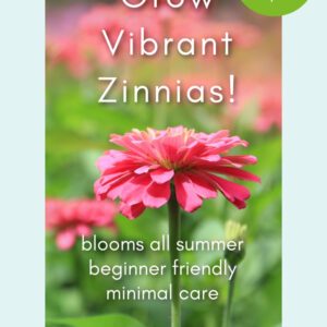 pink zinnias in a garden with text overlay reading: pams flower patch dot com, 10 easy tips, Grow vibrant zinnias!, blooms all summer, beginner friendly, minimal care, start planting today