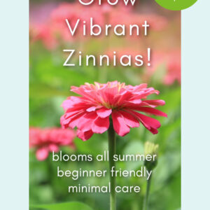 pink zinnias in a garden with text overlay reading: pams flower patch dot com, 10 easy tips, Grow vibrant zinnias!, blooms all summer, beginner friendly, minimal care, start planting today
