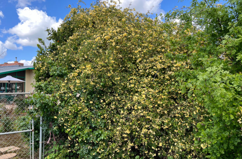 yellow lady banks rose growing over a mature orange tree