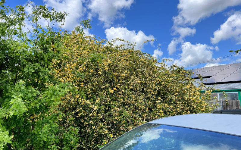 lady banks rose beside an oak tree blooming 