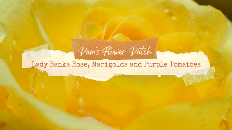 yellow rose close up with text overlay: pam's flower patch, lady banks rose, marigolds and purple tomatoes