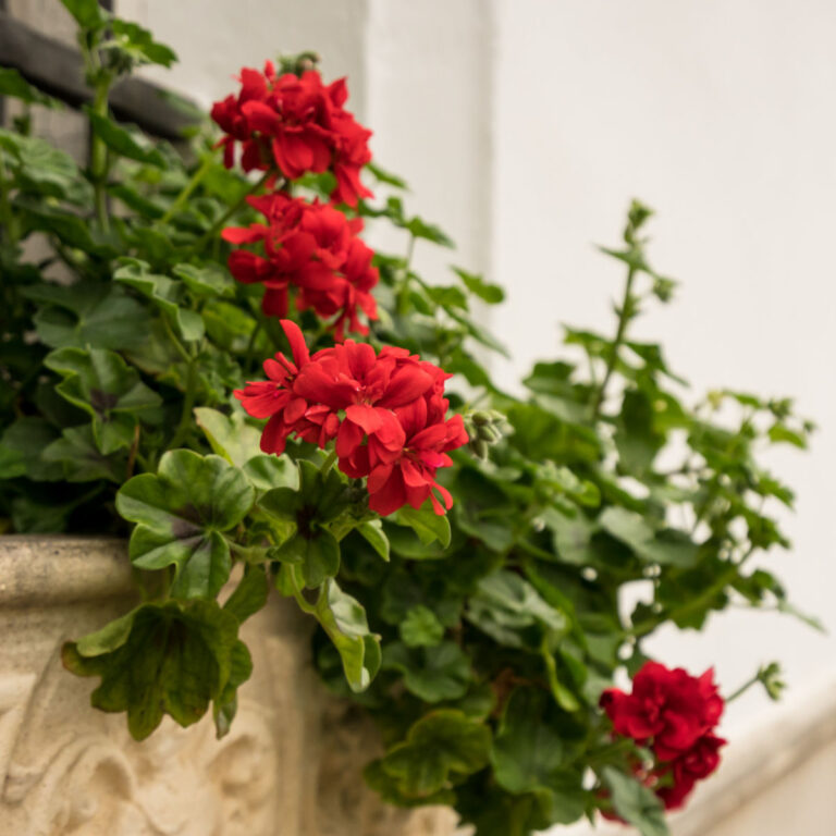 red geraniums spilling from a window box on a white background