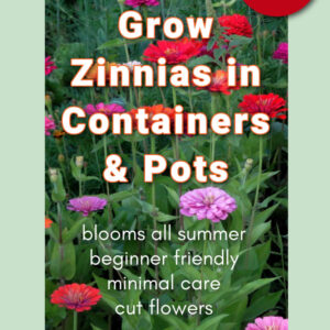 a variety of red and pink zinnias growing in a garden. Text overlay reads: pams flower patch dot com, great for small spaces, grow zinnias in containers and pots, blooms all summer, beginner friendly, minimal care, cut flowers, start planting today