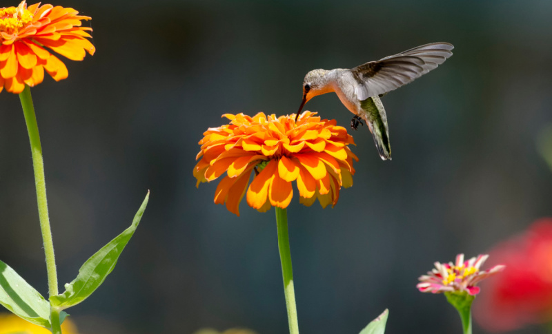 hummingbird sipping from an orange zinnia