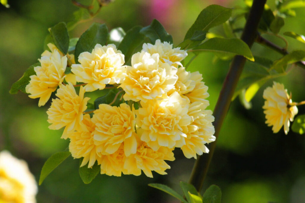 close up of lady banks rose in a garden, delicate yellow blooms on a green background
