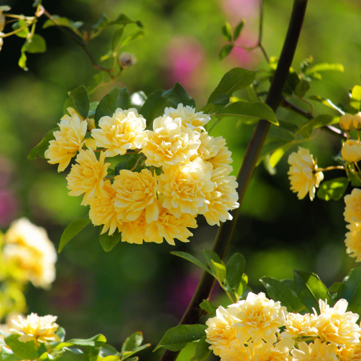 close up of yellow lady banks rose blooms in a garden