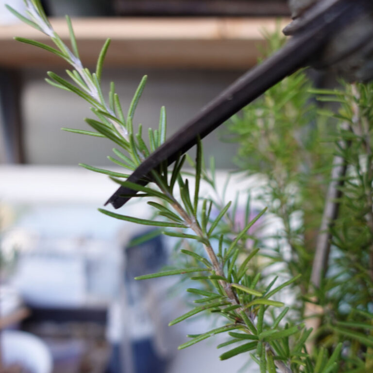 slose up of pruners cutting a stem from a rosemary plant