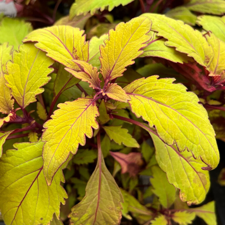 close up of a lime green coleus plant with red edging on the leaves