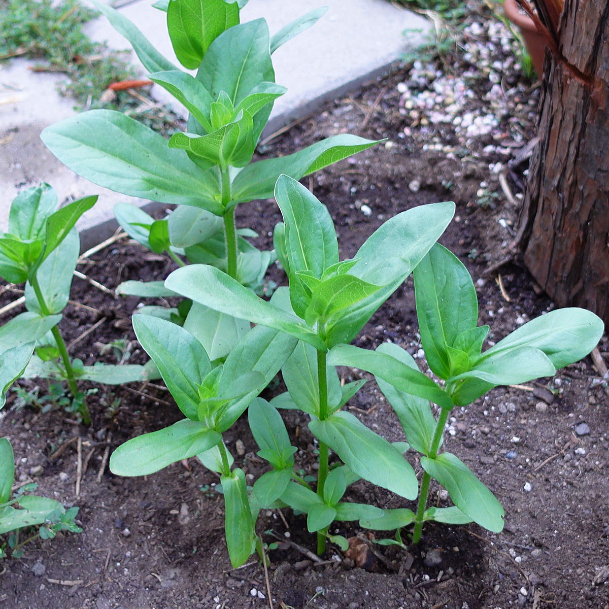 small zinnia seedlings in the garden