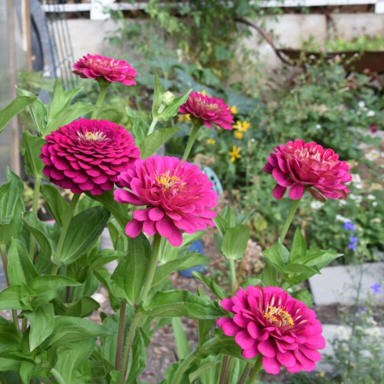 benary giant purple zinnias in a half wine barrel