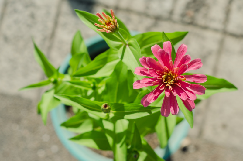How You Can Grow Beautiful Zinnias in Containers and Pots! Flower Patch Farmhouse